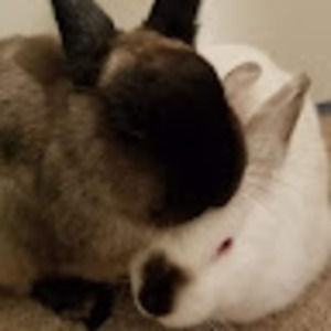 Meet your Posher, Khalea